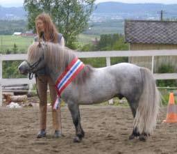 STALLGÅRDENS SVARTEPER NS0536 NPA3152 Født 1998, 106 cm 2. premie I kv, Starum 2003 9-9-8-9-9 Vakker, maskulin hingst av meget god type og gode bevegelser.