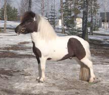 1996, 98 cm 3. premie, Starum 2003 7-7-7-6-7 Hingst med god frampart, snau bakpart, bred bakbeinsføring, god hårvekst.