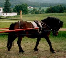 WAULKMILL MacLINTOC (GB) NPA 6590 Født 1991, 98 cm 1. premie I kv, Starum 2008 10-9-9-8-9 Sterkbygd hingst av utmerket type. Frie, gode bevegelser. God hårvekst. Meget sterke og velstilte bein.