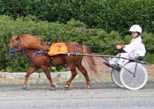 EIGERØY PELÈ NS 0473 NPA 2156 Født 1996 2. premie I kv, Foss-Eikeland 2001 9-8-8-8-9 Vakker hingst av utmerket type med stor utstråling og taktfaste, ledige bevegelser. Far: Wessel v.d. Amstelhof RS 235 Mor: Äppelbo Pims SE NPA 1883 NS 308 Mf: Timothy v.