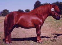 premie, Biri 1995 8-8-7-6-8 Velbygd, rasetypisk hingst med slepende bakbeinsføring.