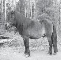 GILBERT vh. IBENBOS (NL) NS 0289 NPA 1802 Født 1992, 97 cm 2. premie, Orkdal 1997 9-8-8-8-8 Middels stor, harmonisk og velbygd hingst av god type og med godt preg. Vakkert hode. God overlinje.