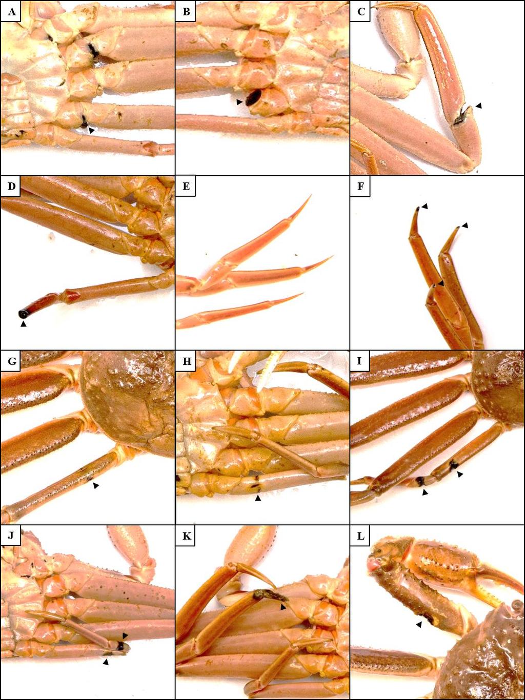 Figur 2 Skader observerte hos snøkrabber fanget med krabbeteiner utenfor NEAFC-området (breddegrad 74,58 og lengdegrad 38,49). (A) Påbegynt tap av venstre ben nummer en og tre.