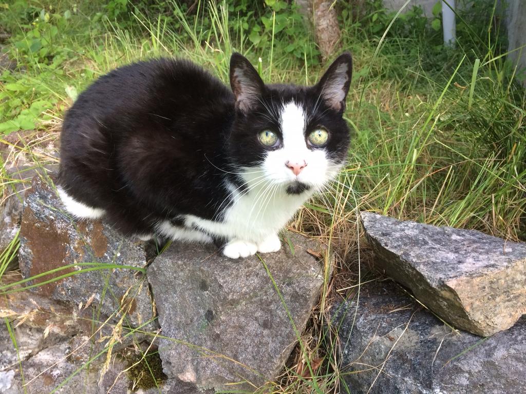 viktig å påpeke at dette er en rent praktisk utfordring knyttet til bruken av disse metodene, ikke en svakhet som påvirker ytelse. Katt Inputbilde Figur 4.