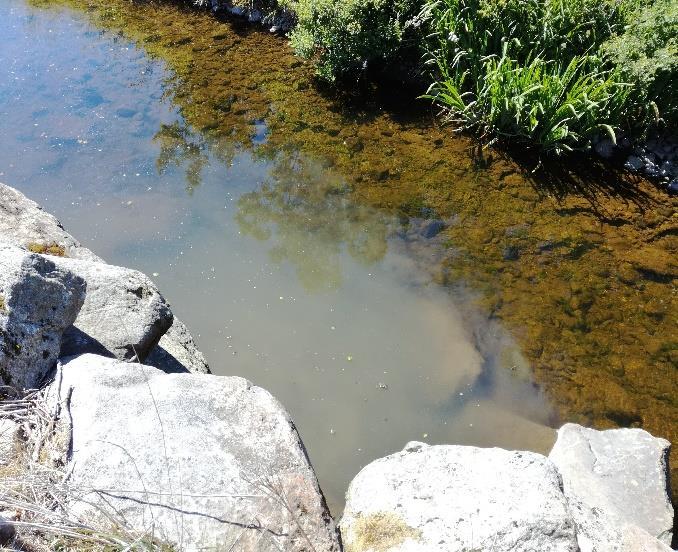 Fra stasjon 8 og videre oppstrøms til Haugstadskogen (stasjon 9) var bunnsedimentene preget av tilslamming. Det ble ikke observert skjell i vannstrengen mellom stasjon 8 og 9.