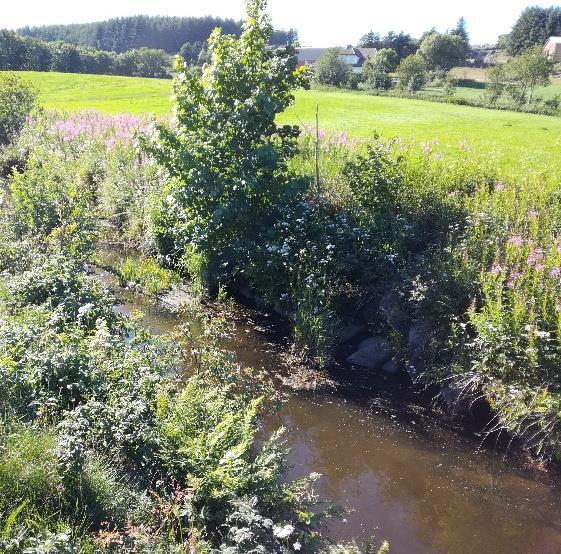 Stasjon 9 ligger i Haugstadskogen, og her er det fine forhold for elvemusling. Likevel ble det kun funnet en koloni på stasjonen.