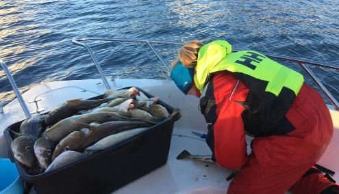 Fersk fisk Under skoletid driver Videregående fiskebutikk på Inndyr. Fiskbutikk på Inndyr. Åpen onsdager 12.15 15.00 Fersk fisk kan også kjøpes direkte av fiskere i havna i Storvik og Reipå.