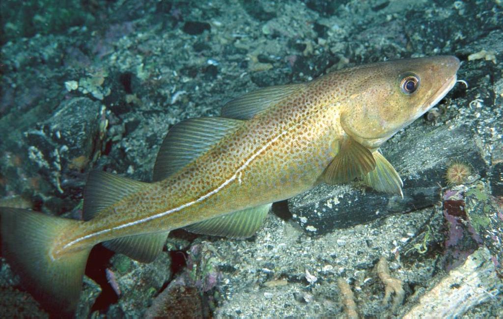 Torsk (Gadhus morhua). Foto: Erling Svendsen Torskefisket har pågått langs kysten siden steinalderen. Det er kjent at sjøfarende brakte med seg tørket torsk på lange ekspedisjoner.