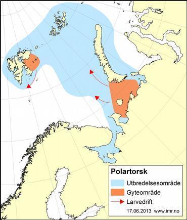 is, som er viktig for larver og juvenile, har gradvis blitt redusert, og det samme har skjedd med mengden av kalde, arktiske vannmasser i Barentshavet.