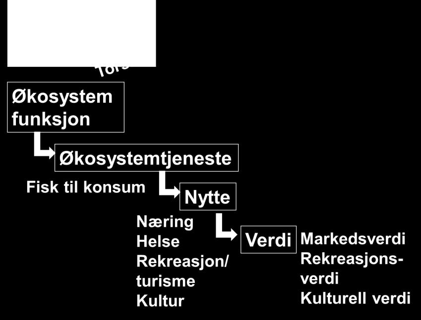 Figur 1 Strukturen i økosystemtjenestetilnærmingen, anvendt på torsk. Økosystemer inneholder funksjoner som bidrar til økosystemtjenester.