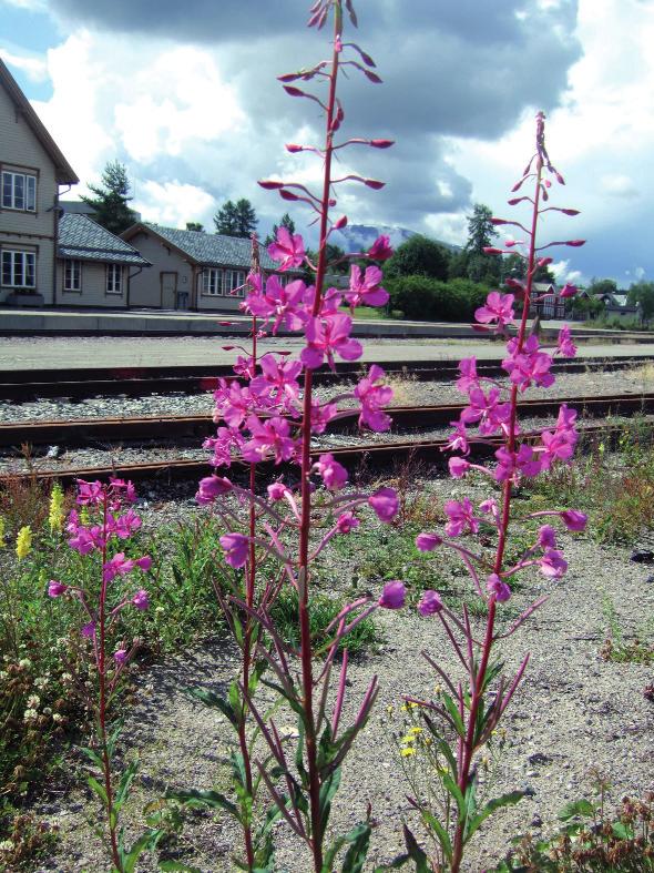 Anders Often Planter på Tynset stasjon I 2008 er det 131 år siden Rørosbanen åpnet. Like lenge har det vært åpne sandog grusflater på jernbanetomtene oppetter Østerdalen.