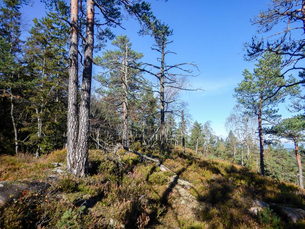 furuskog med en del nøkkelelementer som død ved.