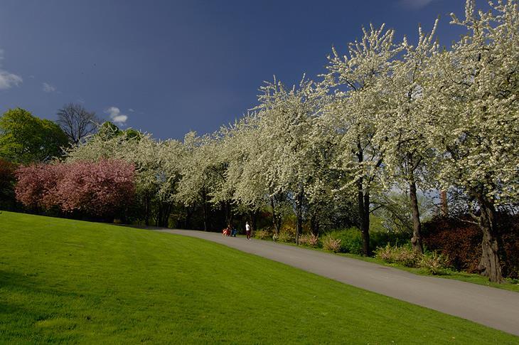 Hanami ( 花見, "flower viewing") is the Japanese traditional custom of enjoying the transient beauty of flowers; flowers ("hana") are in this case almost always referring to those of the cherry