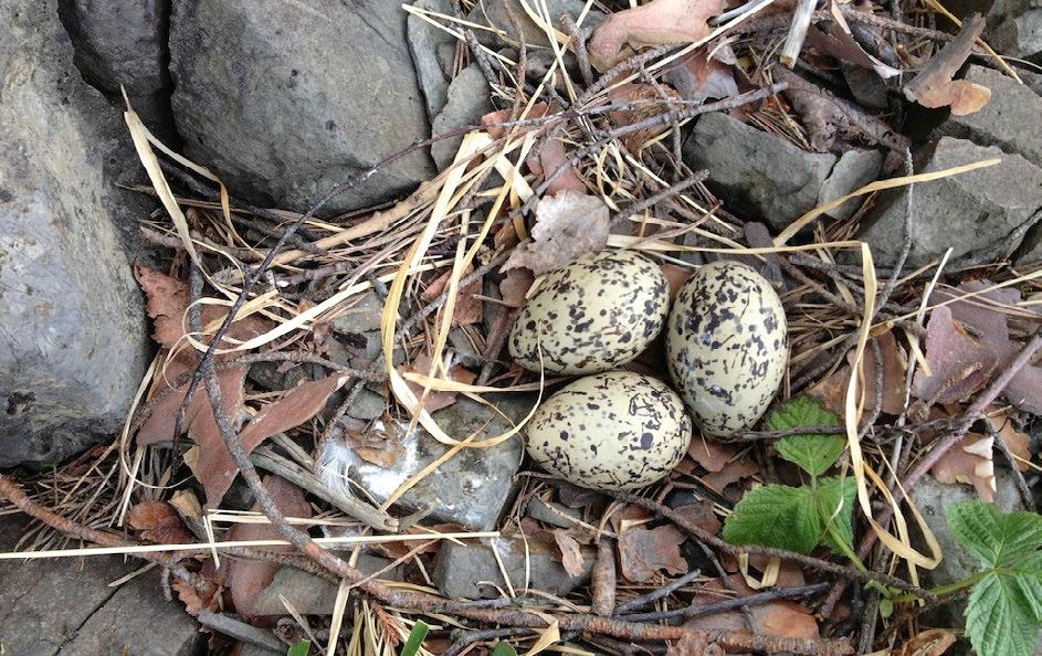 trolig blitt ødelagt av forstyrrelser ikke minst i Holsfjorden. Der velger som regel arten å hekke på Midtøya, som også er det mest populære ilandstigningsstedet for båtfolket.