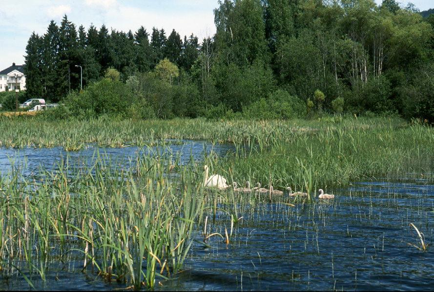 lokalitet med et betydelig biologisk mangfold. Til tross for disse særegne kvaliteter sørget Hole kommune på slutten av 2014 å hogge ned nesten hele løvskogen og krattvegetasjonen ved denne våtmarken.
