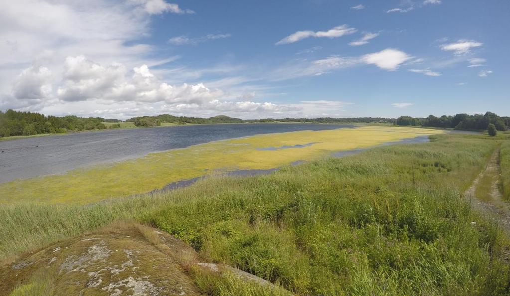 Bilde 6: Typisk situasjon fra 2017, algeteppet ligger langs land mot Vikerøya der det er for grunt til å skyve det fram til opptaksstedet.