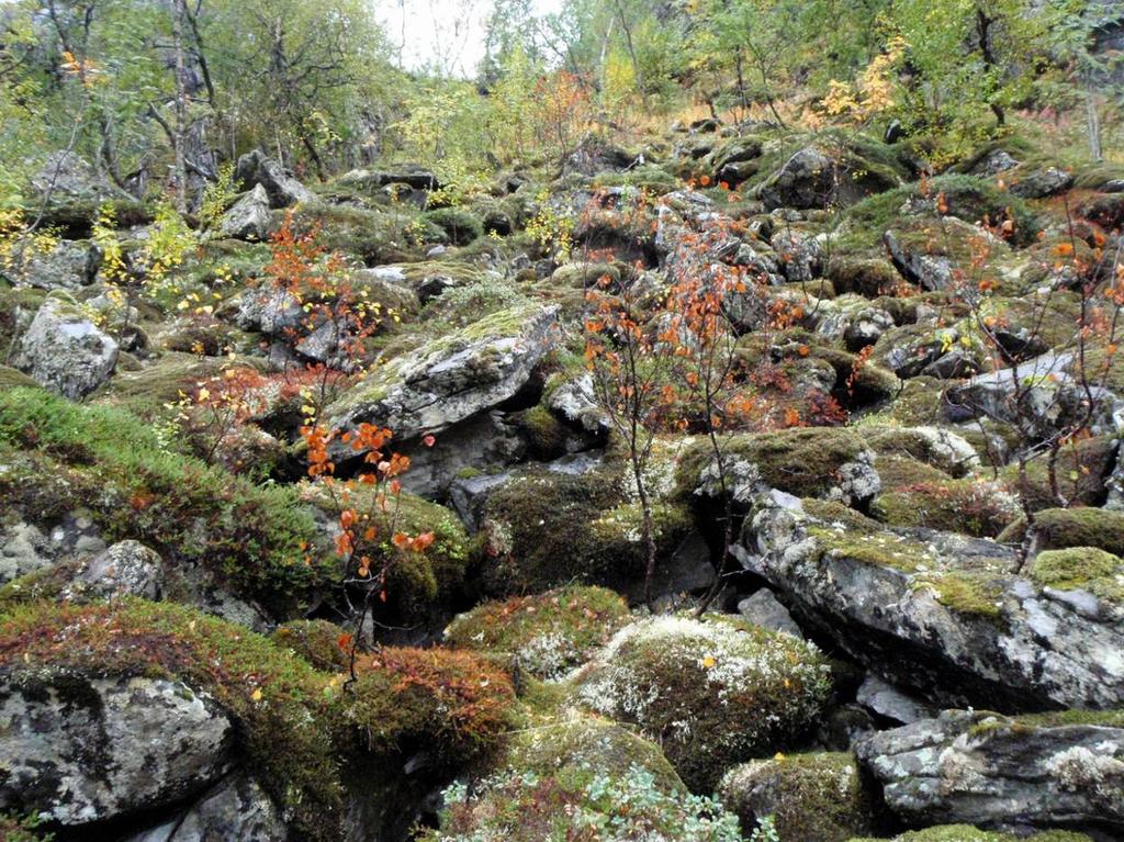 Figur 3. Sørvendt berg og rasmark i Neverdalselva i Vefsn. Foto: Per G. Ihlen. Karplanter, moser og lav Tiltaksområdets helt øverste del ligger nær den klimatiske tregrensen.