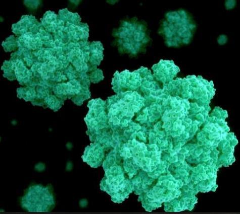 Norovirus Transiente mikroorganismar Svært robust virus Store mengder med virus i oppkast og diaré ved akutt sjukdom.