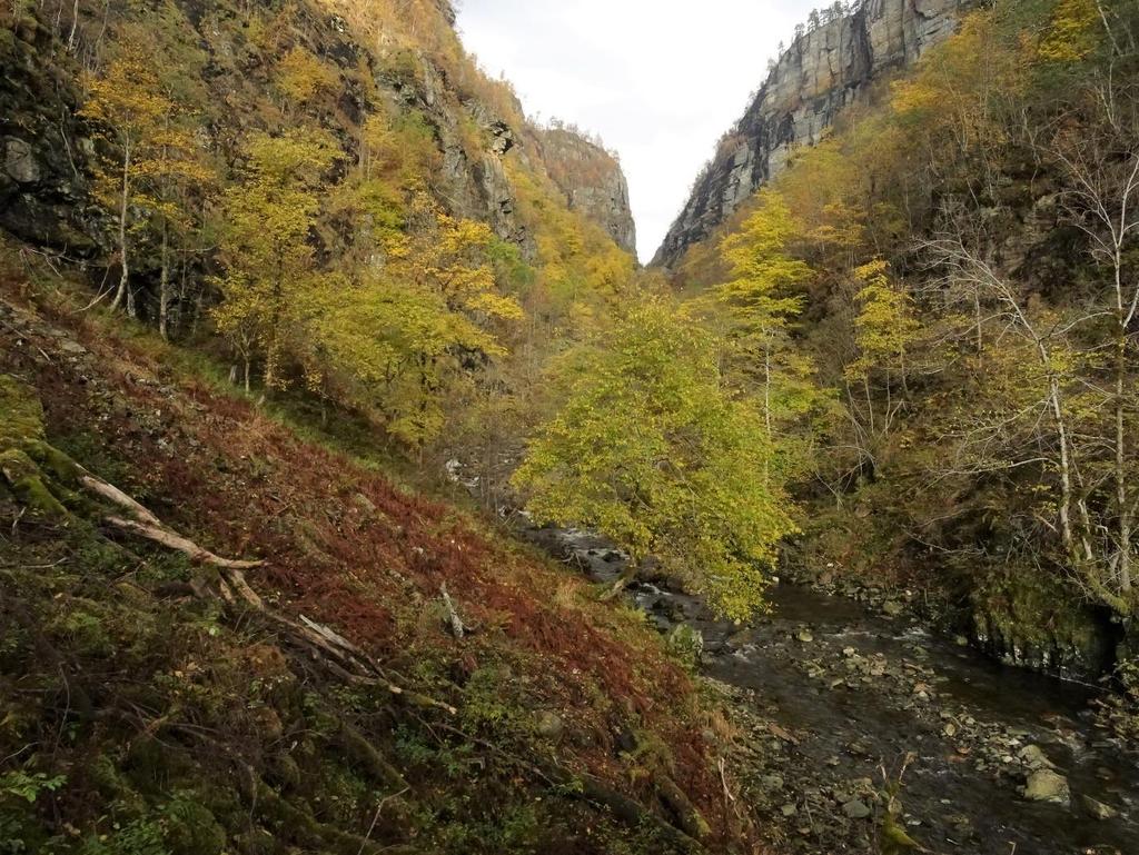 Figur 3: Midtre deler av dalen domineres av almeskog som strekker seg ganske høyt opp i liene. Stedvis finnes mye gammel alm og en del død ved.