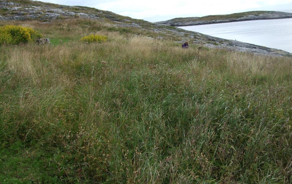 Dunhavre indikerer også tradisjonell drift uten gjødsling. Nederst: øvre del av slåttemarka sett mot øst, med tilgrensende kystlynghei i bakgrunnen.