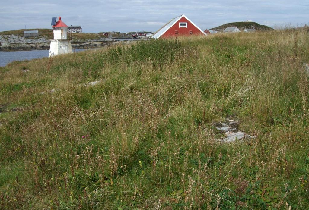 stemorsblomst, og engkvein.