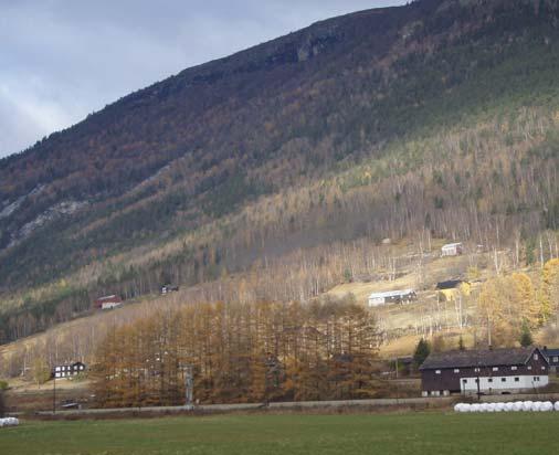 I overgangen mellom jordbruksarealene og dalsidene oppstår ofte en overgangssone med løvskog (figur 5). Figur 5: Skogskledd li ved Molykkja (SVV).