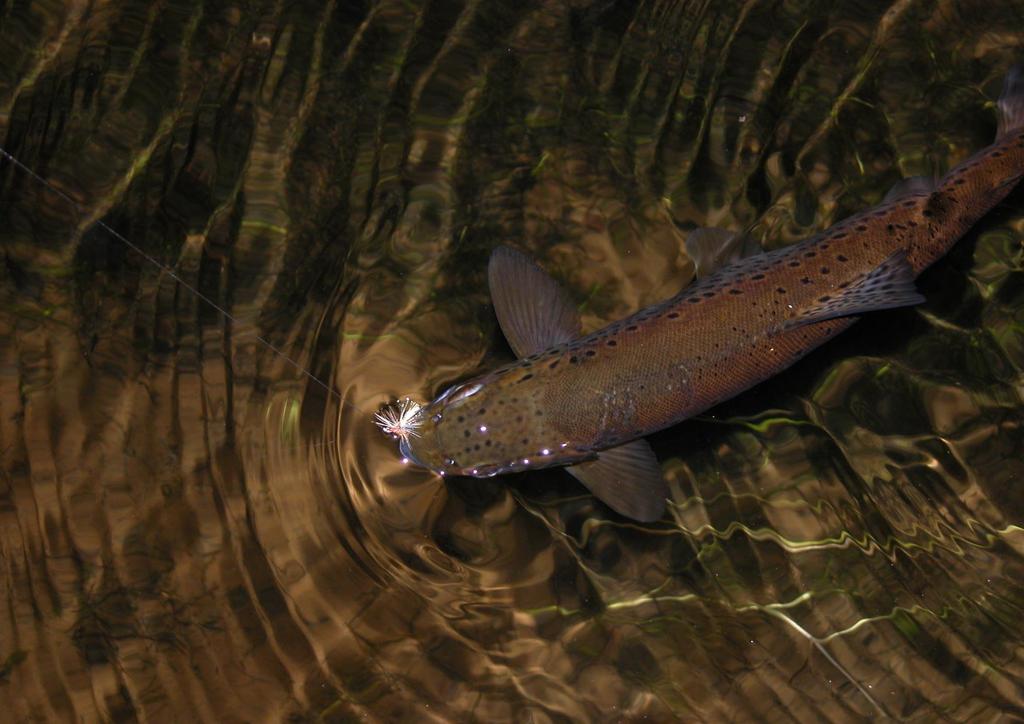 FISKE Ypperlige muligheter for fiske i fjellvann, bekker og elver.