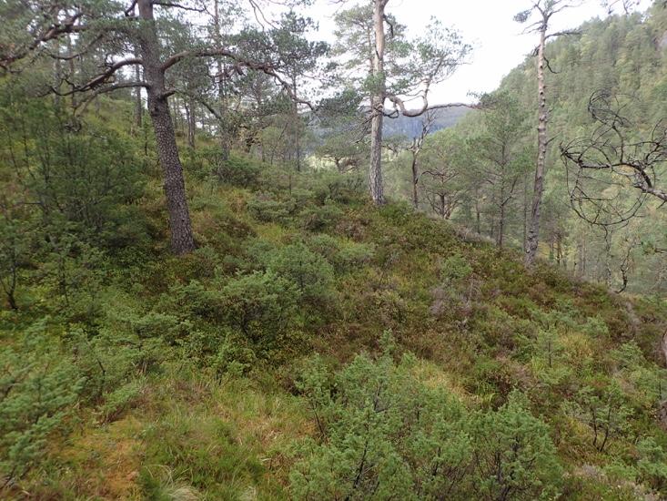 gamle trær finnes kun sparsomt.