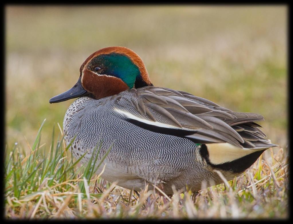 Krikkanda hekker ved små pytter og vann flere steder i Fleinvær. Foto: Martin Eggen Karsholmen 10. mai Storspove 2 ind. Observasjon i hekketid, passende biotop Ærfugl 175 ind.