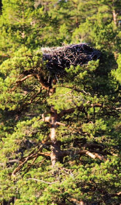 Sekundære hulltrebrukere Hakkespettene har en viktig rolle i skogøkosy stemet. Hvert år hakker de ut nye reirhull, og noen ganger kan de begynne på flere reirhull før de blir fornøyde.