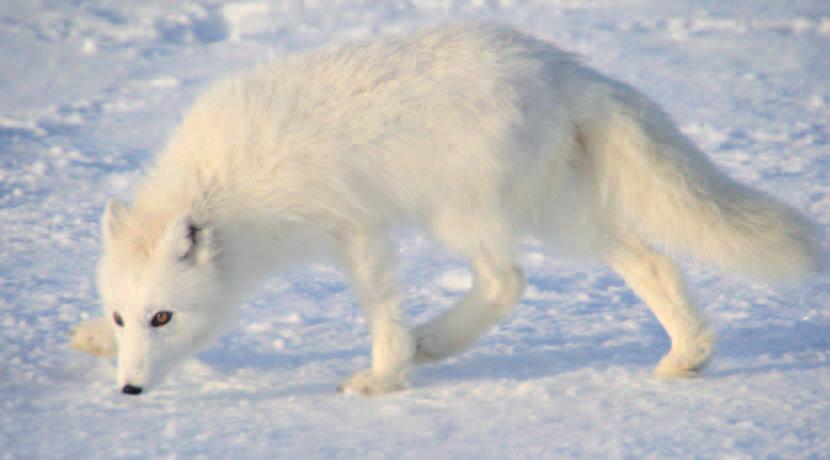 Fjellrev. Foto: Jørn Fremstad, Direktoratet for naturforvaltning Direktoratet for naturforvaltning har de siste åra drevet oppdrett av fjellrev og satt dem ut i fjellområdene våre.