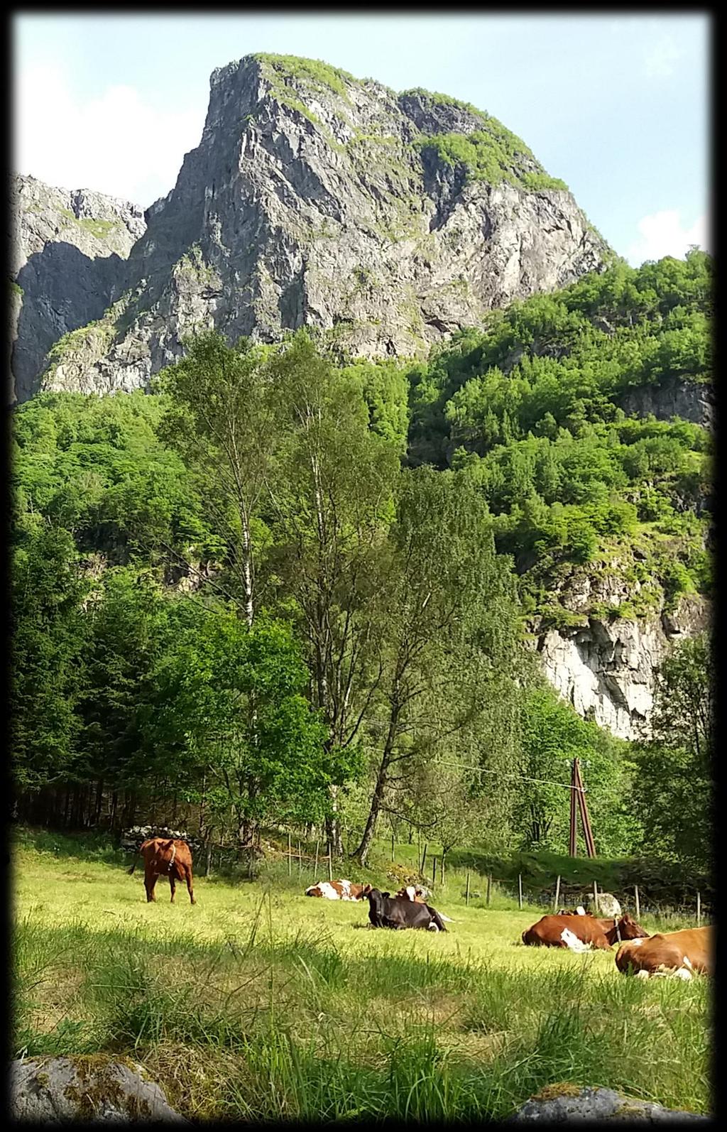 Kyr på beite i Gudvangen