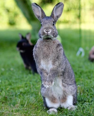 Problemer med raser Som med andre kjæledyr som hund og katt, er det også kaninraseavl som fører til problemer og dårligere velferd for dyra.