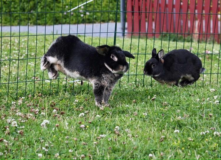 Bilde 10: Kaniner trenger stor plass for å kunne leke, løpe og hoppe.