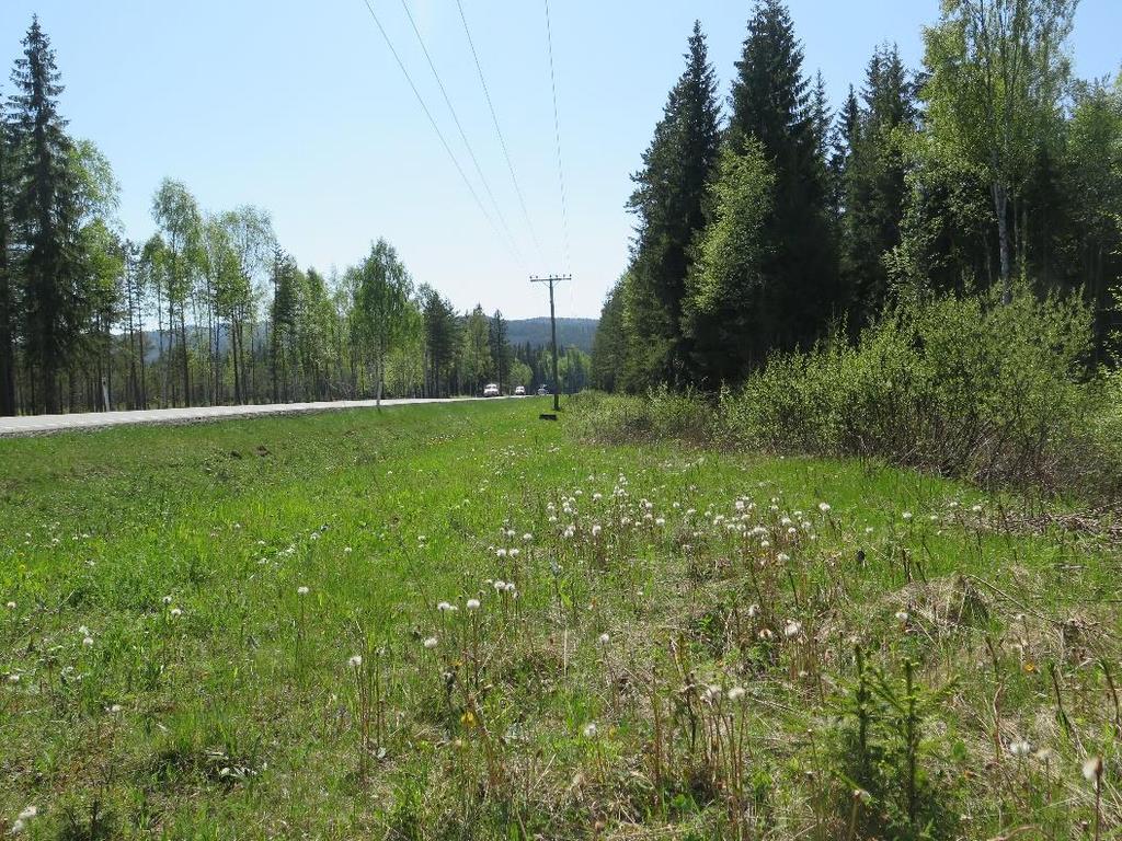 Figur 6. Einavannet sør, veikant langs RV4 i Vestre Toten kommune.
