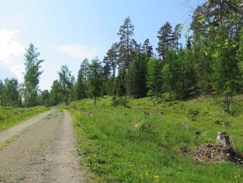 Arten ble ikke funnet 1. juni 2016. Foto: Ole J. Lønnve. Figur 11.