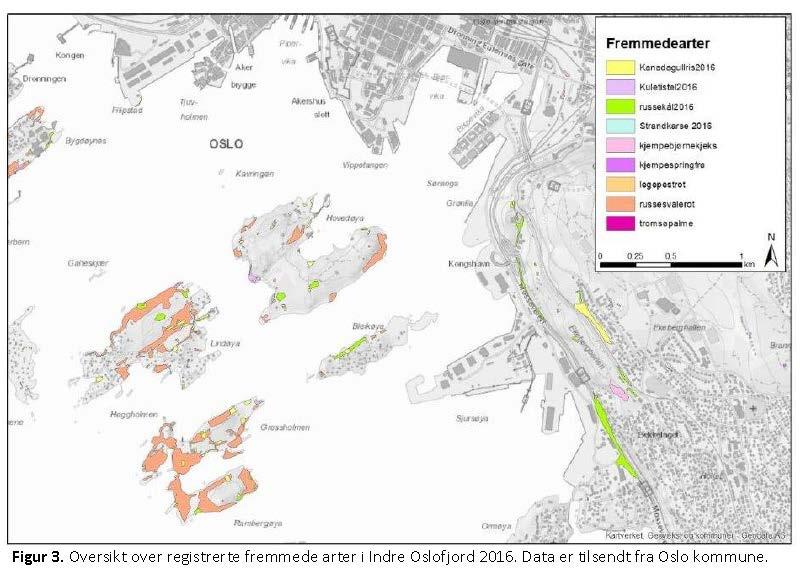 HAV har utført en sårbarhetsvurdering av arter i Oslo havn Sommer og høst 2017 ble