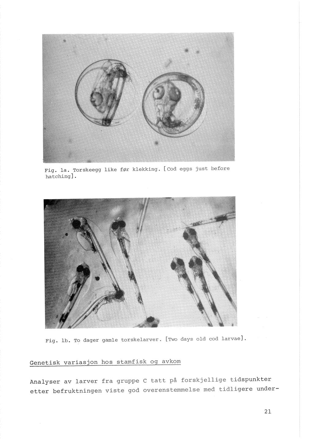 Fig. la. Torskeegg like før klekking. hatehingl. od eggs just before Fig. lh. To dager gamle torskelarver. [Two days old cod larvae].