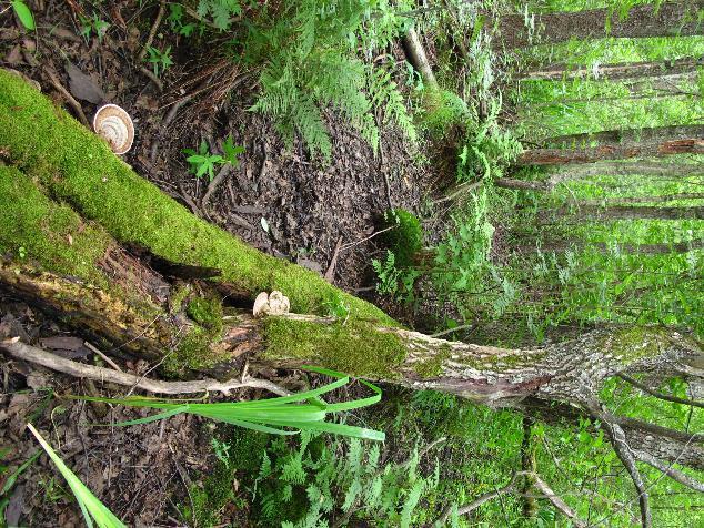 3.3 Sumpskogsområdet De største biologiske verdiene finnes i den registrerte sumpskogslokaliteten (BN00027978). Sumpskogen er godt utviklet, med typisk og rik vegetasjon for sumpskoger ved innsjøer.