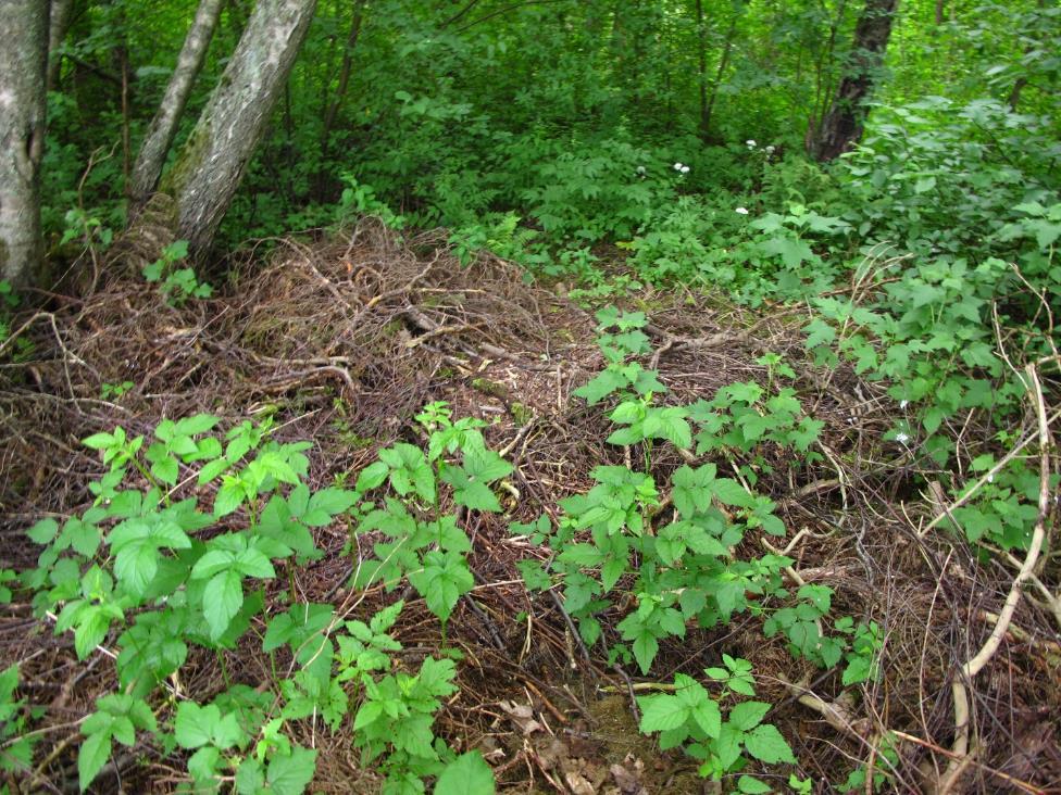 2 Fremmede arter Fremmede arter er enkelt uttrykt arter som ikke forekommer naturlig i norsk natur.