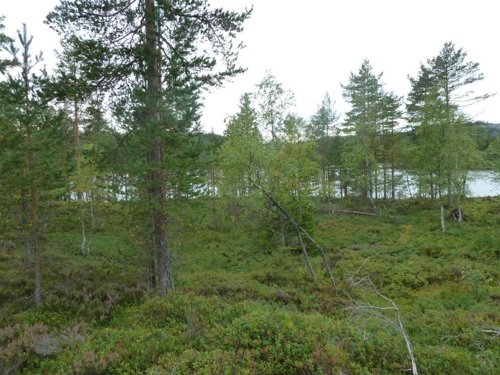 Figur 14: Lysåpen blåbærskog mellom Bubekkmyra og Sandvat net. Det er noe død ved i området.