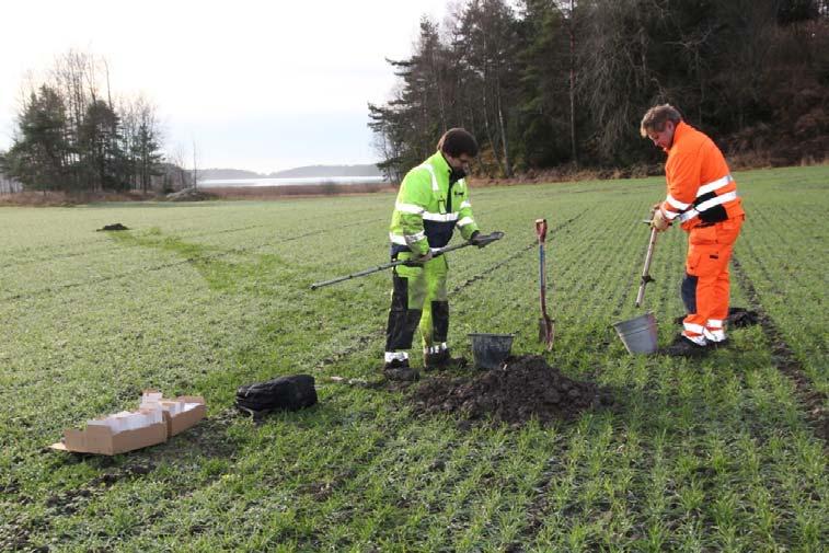 3.3.2 Analyseresultater levert av gårdbruker Analyseresultater for 15 jordprøver fra matjordlaget på Østre Skjøren viste at 9 av prøvene var i P- AL området som anses for optimalt ut i fra hensyn til