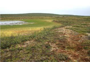 2006 2011 2016 Figur 22. Palsplatå med dam der kun svært små endringer har skjedd i perioden 2006 til 2016. Foto: A. Hofgaard. NINA 2017. 4.