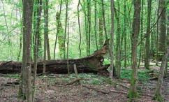 obljetnicu zaštite posebnog rezervata šumske vegetacije Prašnik, koji je proglašen zaštićenim prirodnim objektom 5. rujna 1929. godine.
