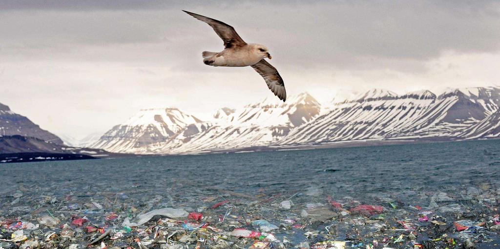 magen och stormfåglarna i Nordsjön har i snitt 33 plastbitar i magen.