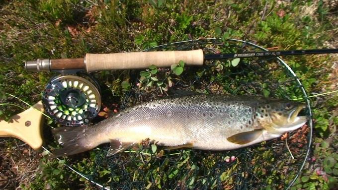 4 større enn i Rypetjern. Hvor mye fisk og med hvilke maskestørrelser som blir brukt er meg ukjent. Resultatet totalt sett er at det nå er lite fisk igjen i Daggrø S. og at det ikke bør garnfiskes.