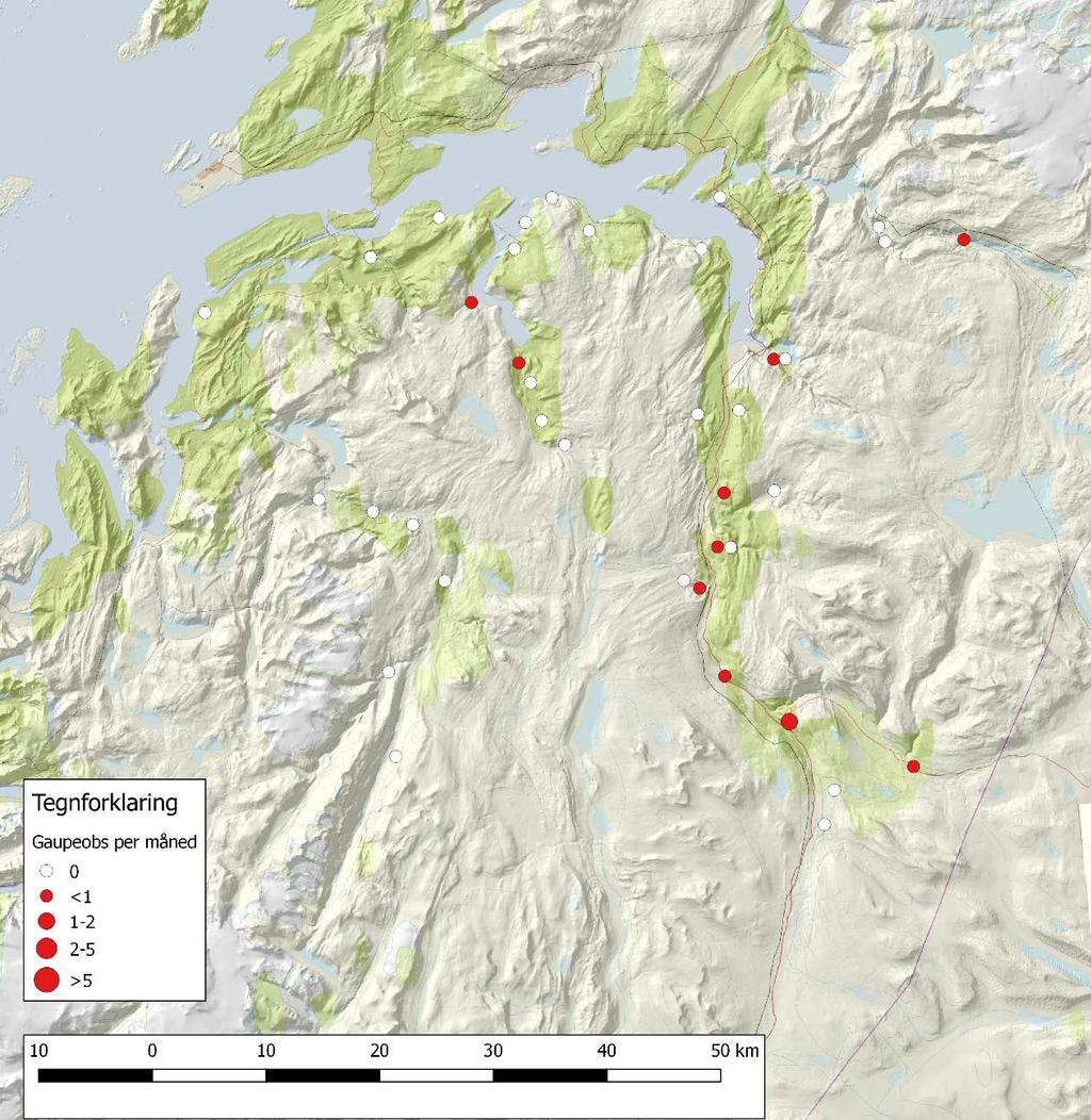 3 Resultat og diskusjon Vi registrerte gaupe 41 ganger på 10 av lokalitetene i perioden 1.juni 2016-31.mai 2017 (Figur 3). Som i tidligere år var de fleste observasjonene av gaupe i Saltdal.