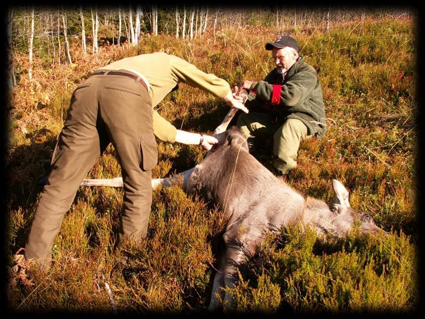 Flått og hjortelusflue Fra og med 2010 har vi gitt mulighet for å registrere forekomst av flått og hjortelusflue på tannkonvoluttene.