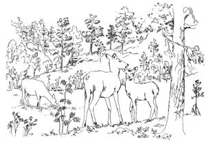 Undersøkelse av skutt hjort. Under jaktsesongen 2006 ble det skutt 4 hjorter i Snåsa. Allefire var unge hanndyr: En kalv, to 1,5- åringer og en bukk på 2,5 år. Hjorten er en nokså ny art i Snåsa.