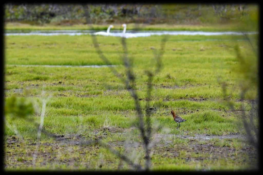 En svarthalespove ble funnet i våtmarkene i Åholmen naturreservat 14. juni. Fuglen så ut til å ha tilhørighet i området, og varslet da vi nærmet oss.